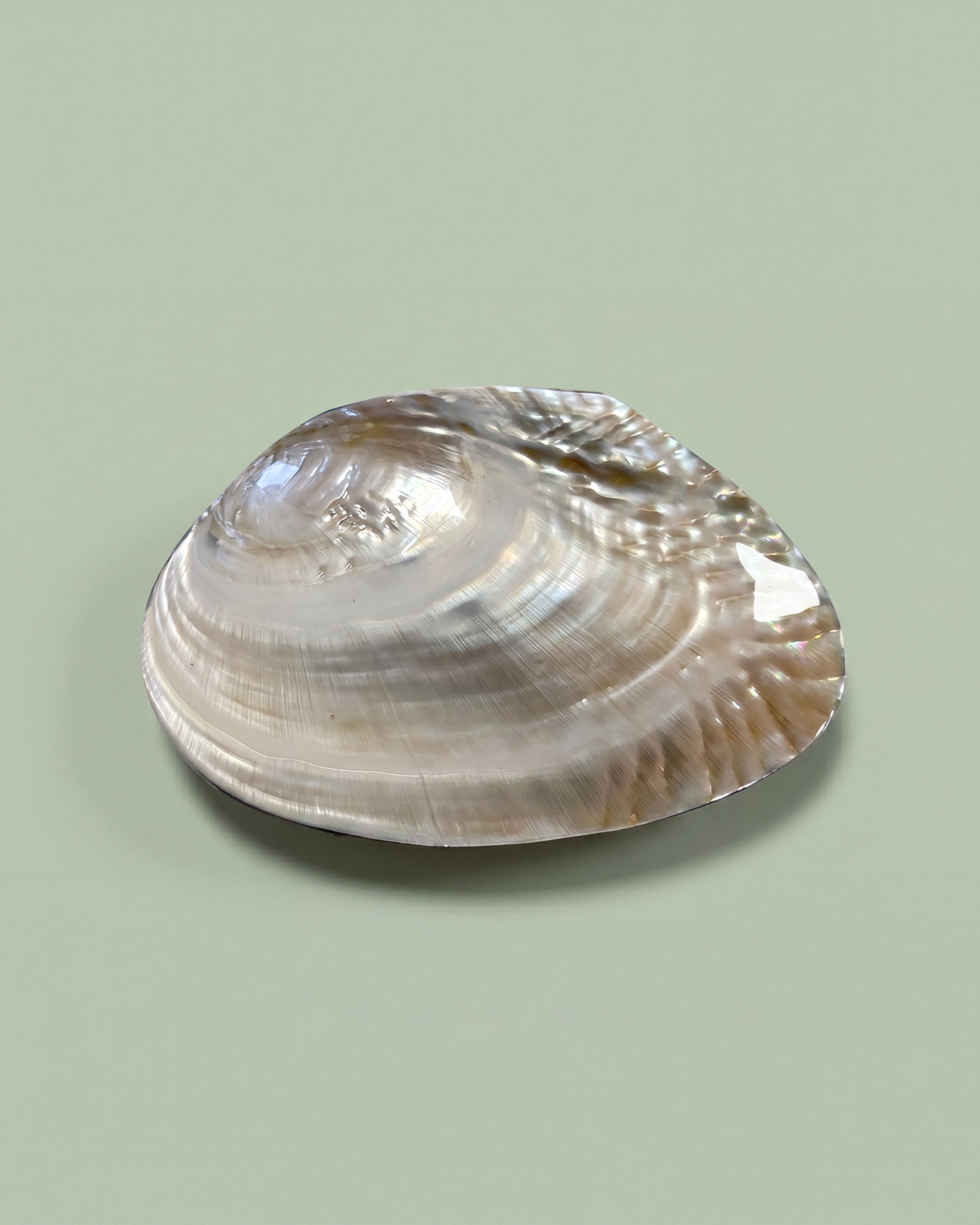 Shell Jewelry Box - Medium Size
