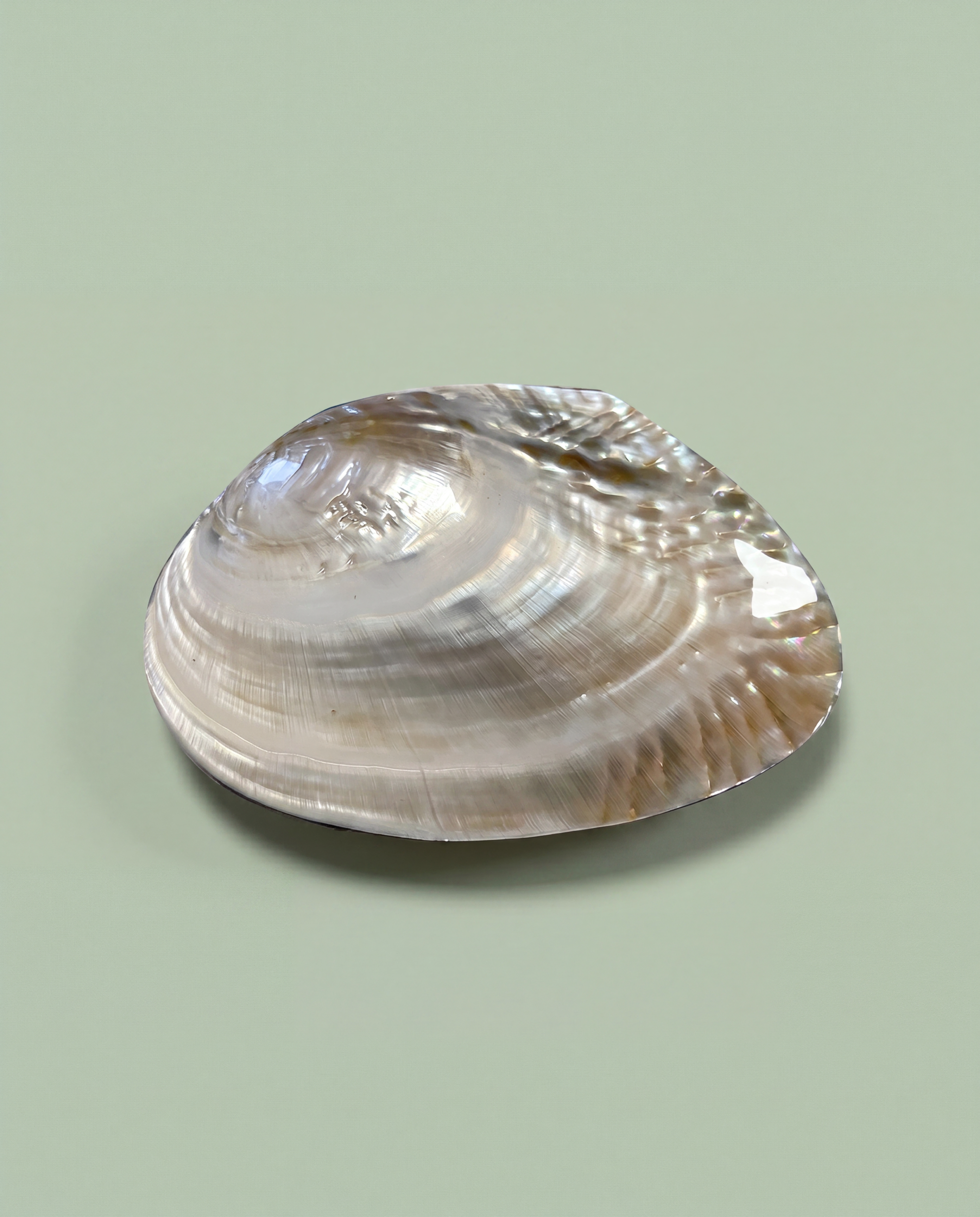 Shell Jewelry Box - Medium Size