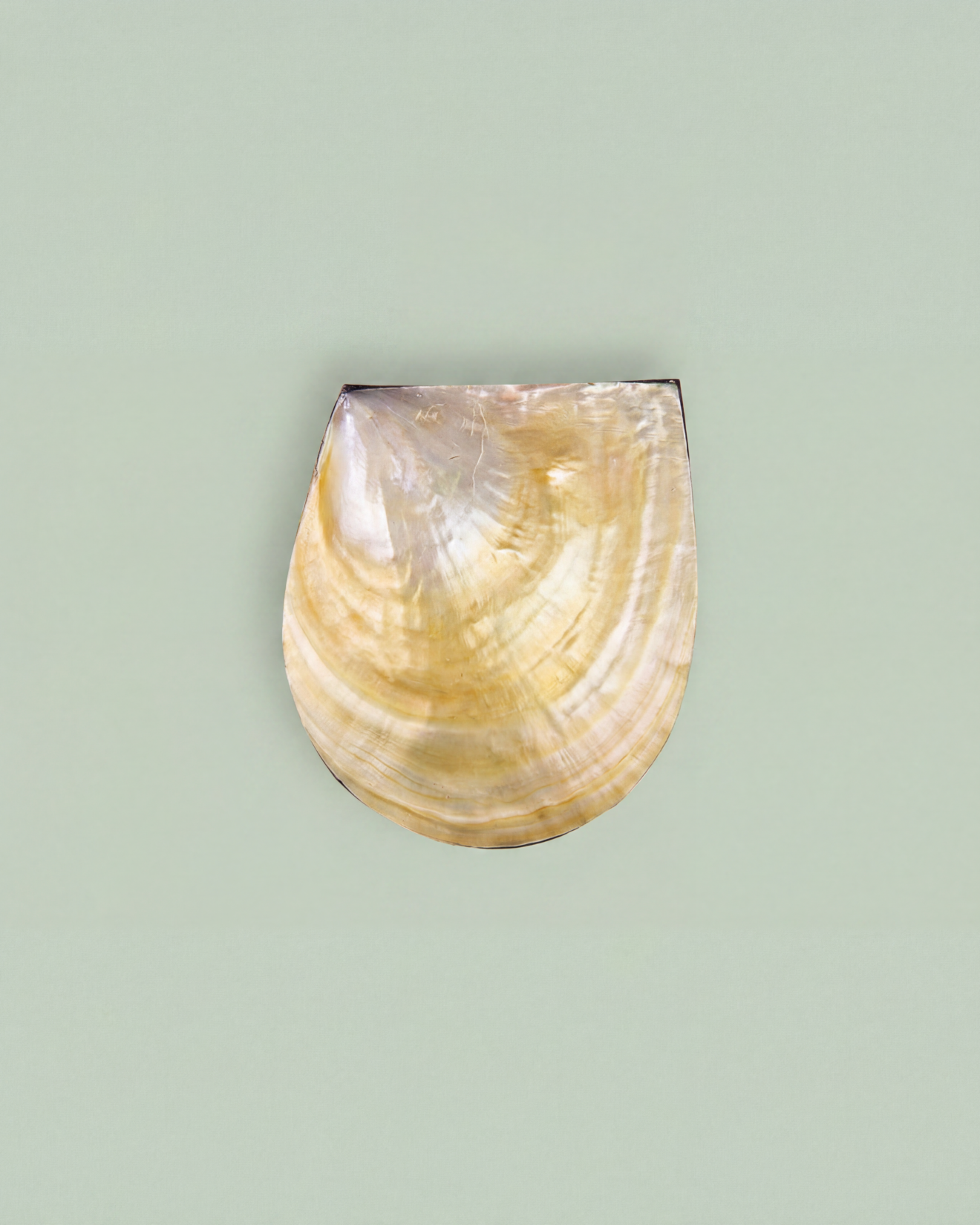 Shell Jewelry Box - Small Size