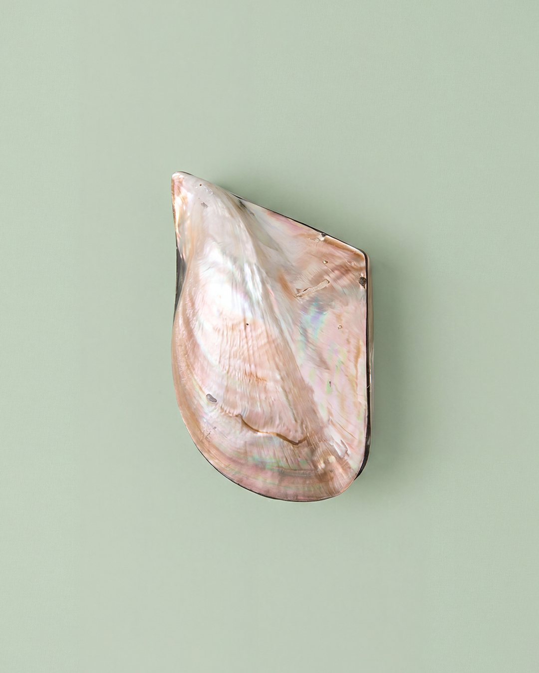 Shell Jewelry Box - Light Pink, Small Size